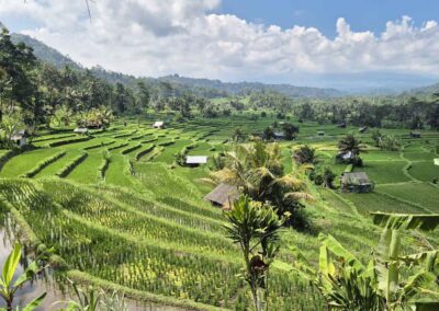 Bali rice terrace