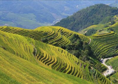 China riceterrace